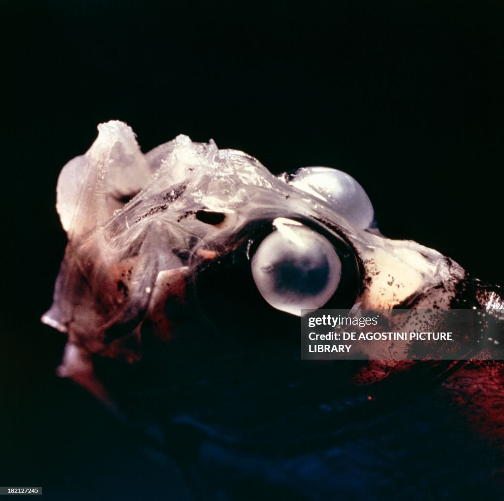 Hatchet-fish or Short silver hatchetfish...