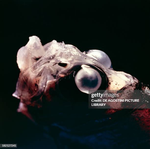 Hatchet-fish or Short silver hatchetfish..., News Photo
