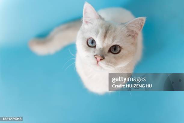 silver tabby seal point young cat sitting on a blue looks up close-up top view soft selective focus - purebred cat stock-fotos und bilder