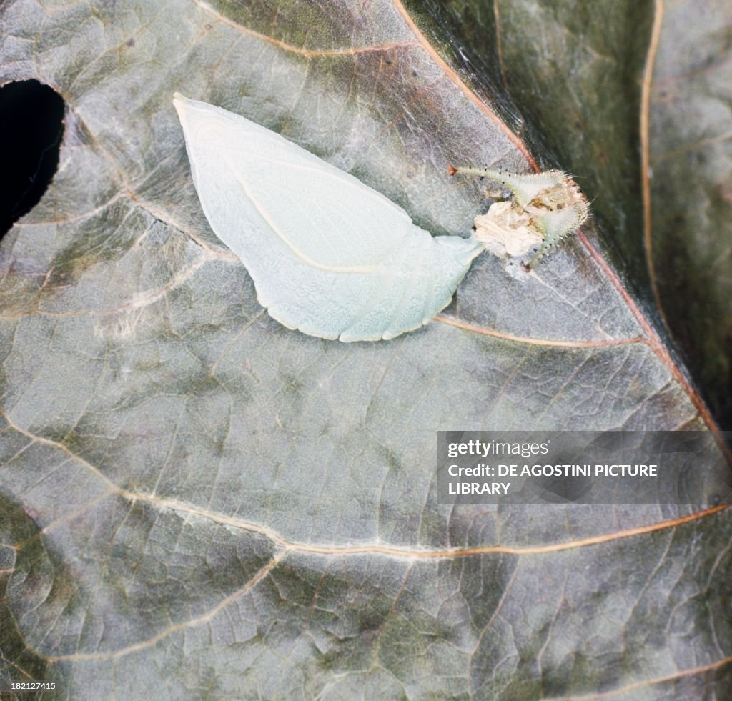 Lesser Purple Emperor, Lepidoptera, chrysalis