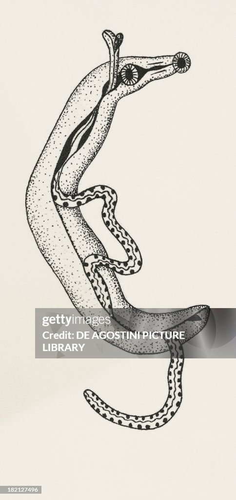 Diagram of the deformity of blood flukes...
