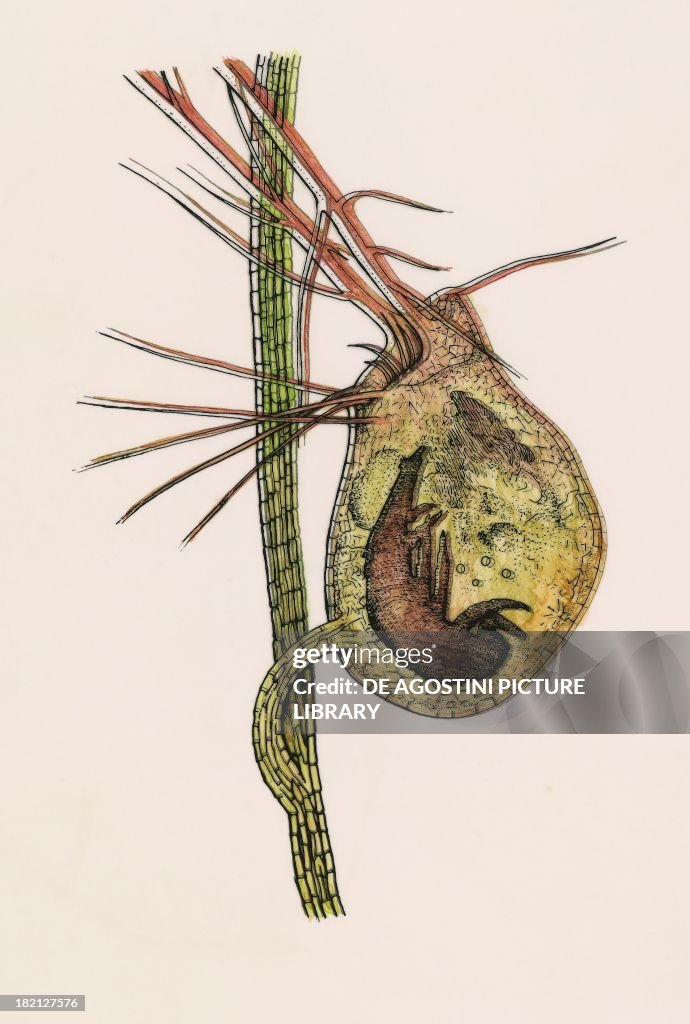 Carnivorous Common Bladderwort plant