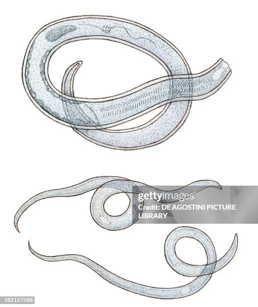 Vinegar eels , Mononchidae, drawing.