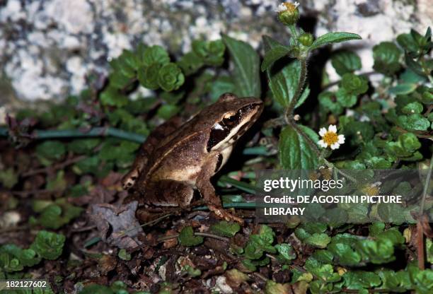 True Frogs Example True Frog Photos and Premium High Res Pictures - Getty Images