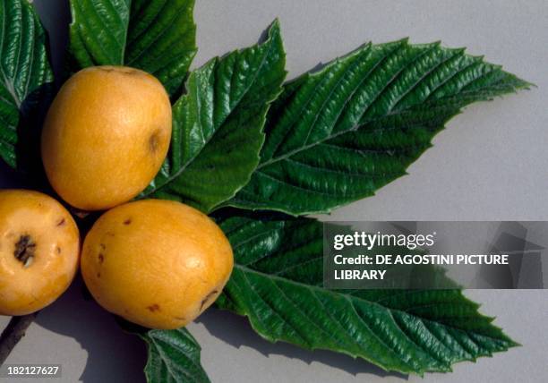 Loquat Gi Loquat Photos and Premium High Res Pictures - Getty Images