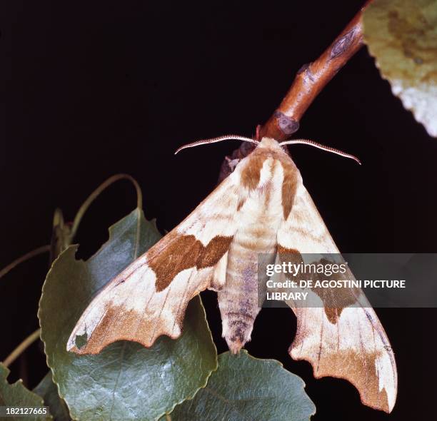 Lime Hawk-moth , Lepidoptera.