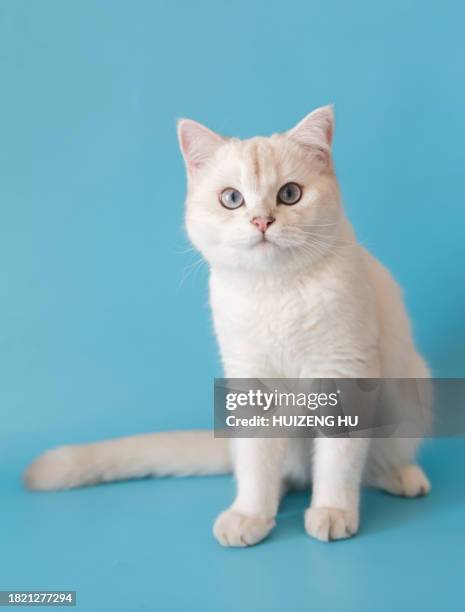 silver tabby seal point british shorthair sitting - cat family stock pictures, royalty-free photos & images