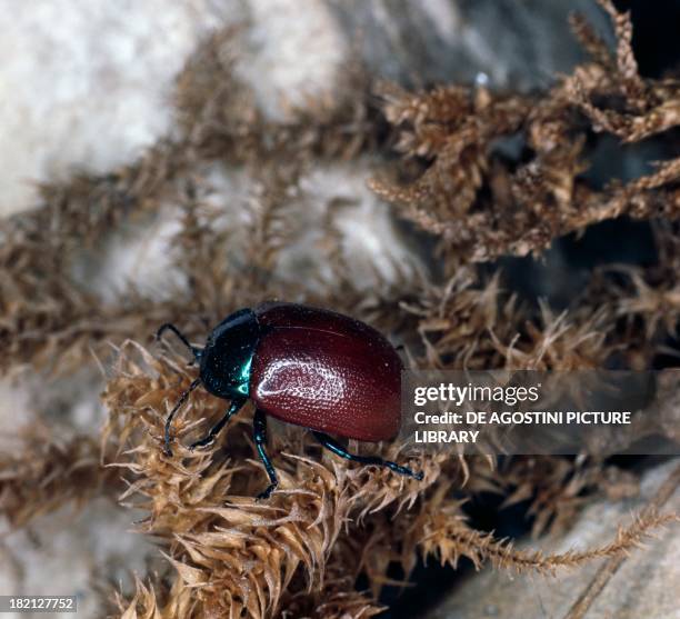 Chrysolina grossa, Coleoptera.