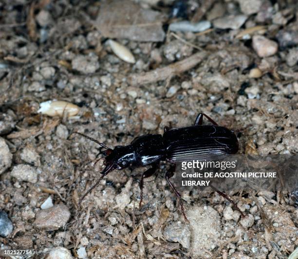 Pterostichus cristatus, Coleoptera.