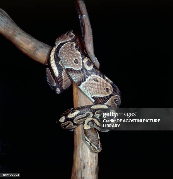 Royal Python Photos and Premium High Res Pictures - Getty Images