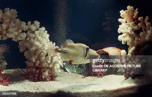 Lagoon triggerfish or Picassofish , Balistidae, in aquarium.