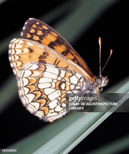 Heath Fritillary , Lepidoptera.