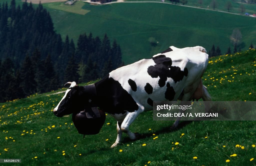 Cow (Bos taurus)...