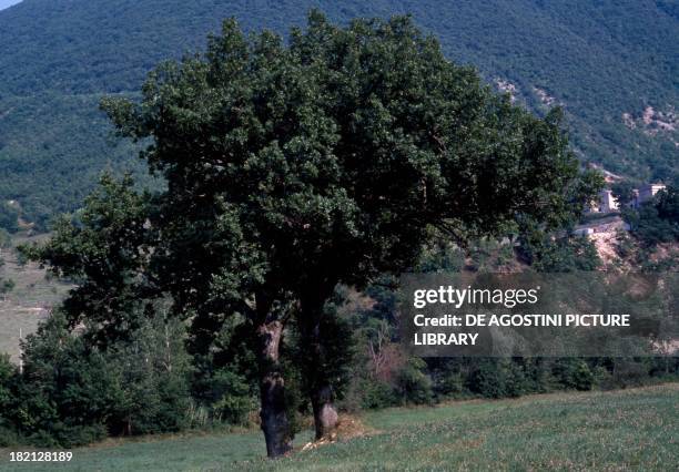 Downy Oak or Pubescent Oak trees , Fagaceae.