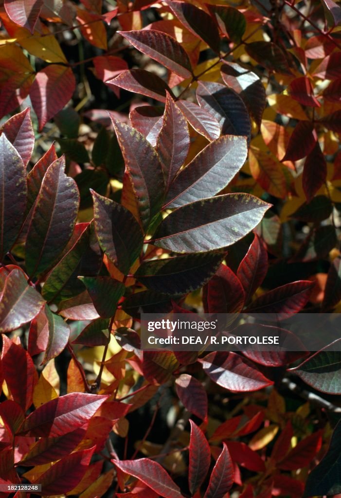 Poison Sumac...