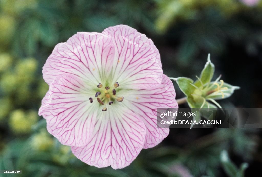 Silvery Crane's Bill...