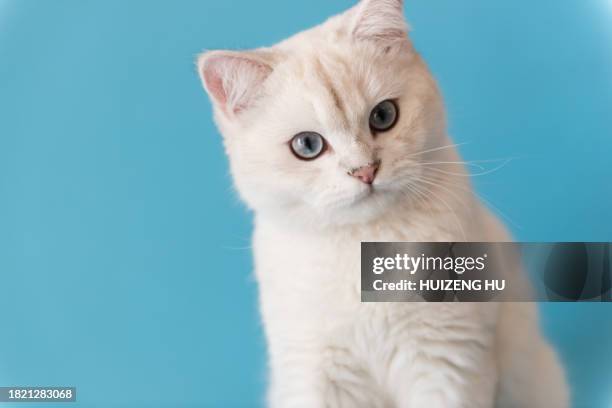 portrait of silver tabby seal point british shorthair sitting - tabby british shorthair cats stock pictures, royalty-free photos & images