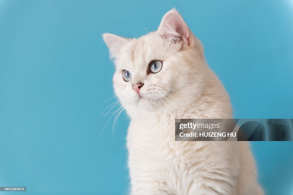 Portrait of Silver tabby seal point British Shorthair sitting