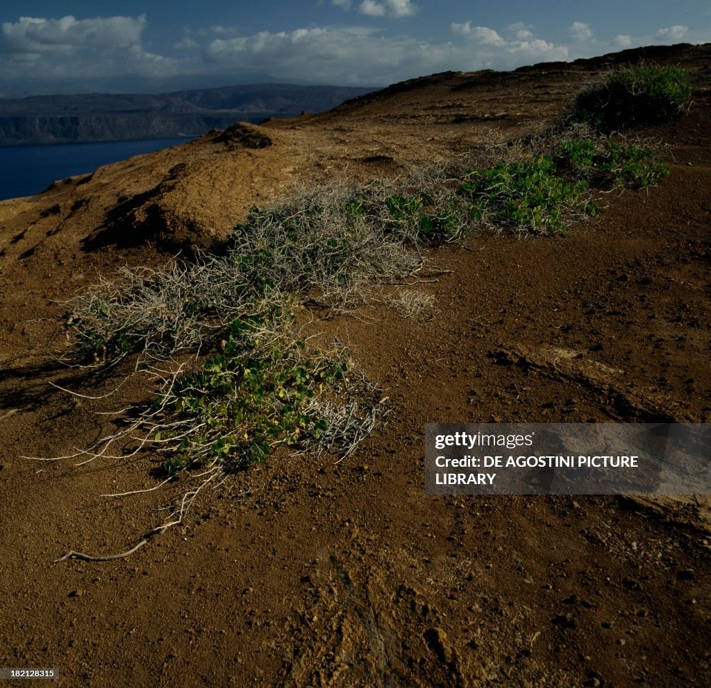Xerophytic vegetation...