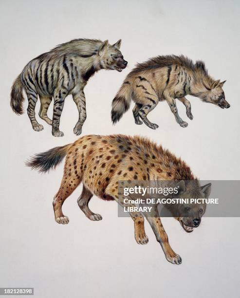 Striped Hyena , Spotted Hyena , Aardwolf , Hyaenidae, illustration.