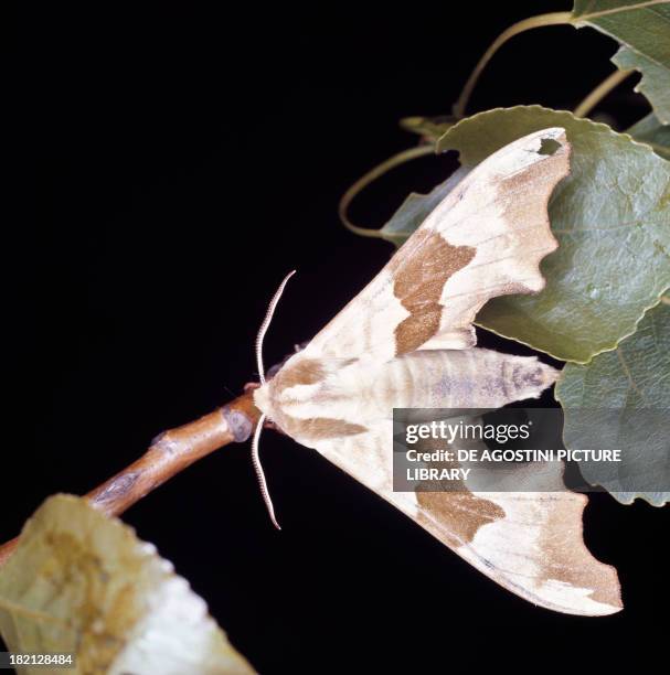 Lime Hawk-moth , Lepidoptera.