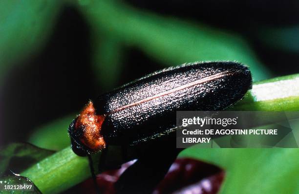 Common Glow-worm , Coleoptera.