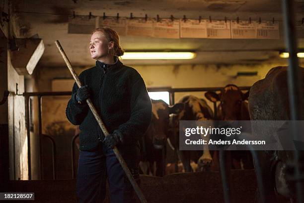 female dairy farmer - barnyard animals stock-fotos und bilder