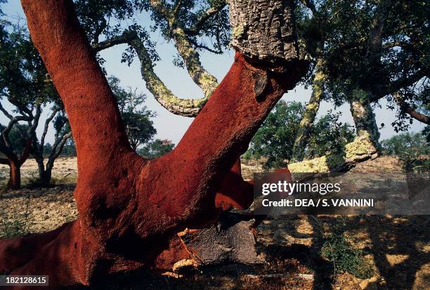 Cork Oak , Fagaceae, Alentejo, Portugal.