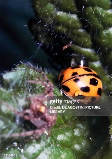 Shell Ladybug Photos and Premium High Res Pictures - Getty Images