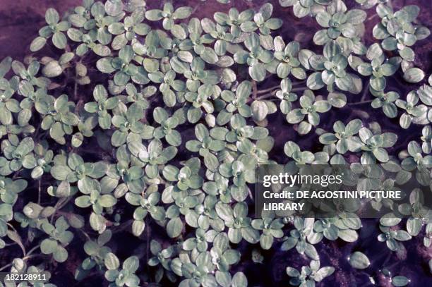 Common Water Starwort , Plantaginaceae.