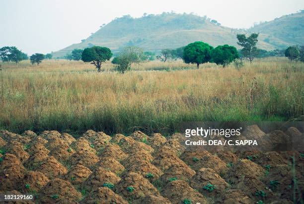 Yam crops , Dioscoreaceae, around Kara, Togo.