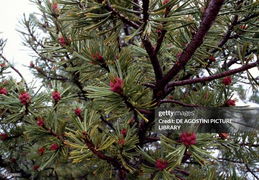 Whitebark Pine...