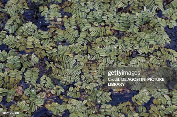 Floating Fern, Floating Watermoss, Floating Moss or Water Butterfly Wings , Salviniaceae.