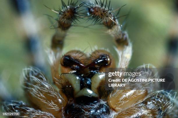 Mouth parts of a spider.