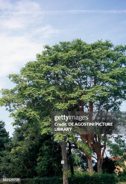 Simaroubaceae Photos and Premium High Res Pictures - Getty Images