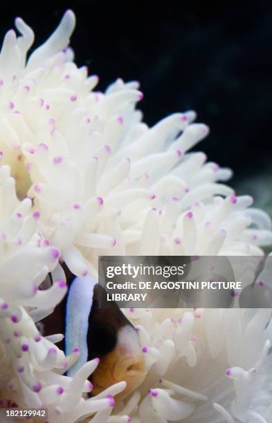 Sebae clownfish , Pomacentridae, hiding among the tentacles of a sea anemone , in aquarium.