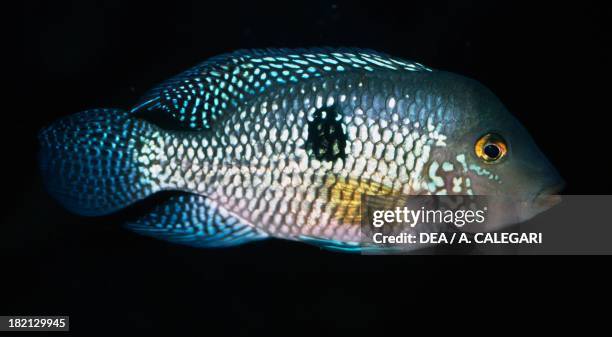 Pearl Cichlid , Cichlidae, in aquarium.