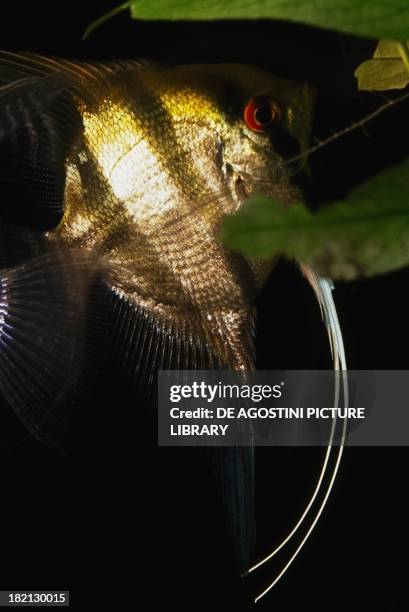 Silver Angelfish , Cichlidae, in aquarium.