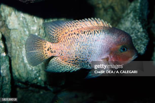 Redhead cichlid , Cichlidae, in aquarium.