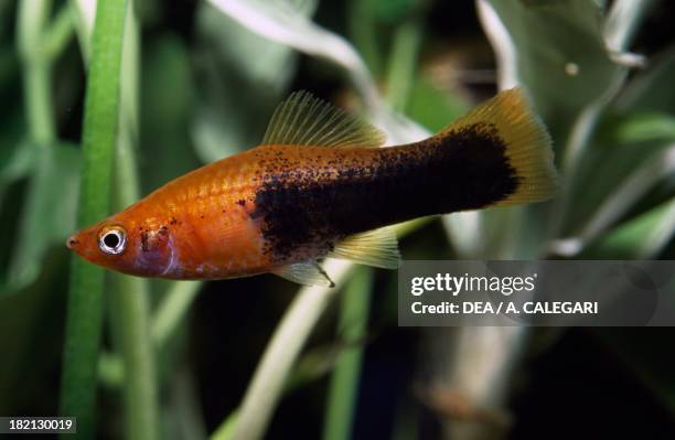 Green swordtail , Poeciliidae, in aquarium.