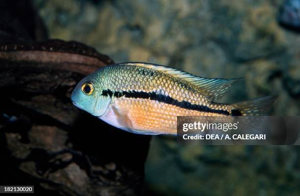 Nickie, Moga, or Nicaragua Cichlid , Cichlidae, in aquarium.