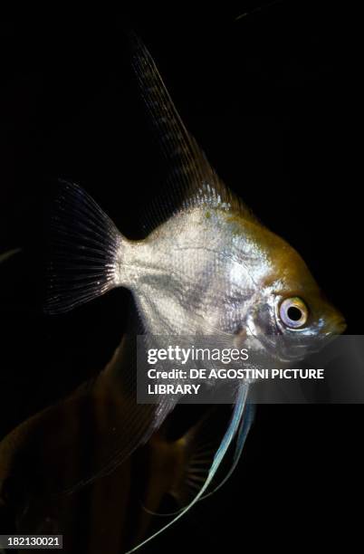 Silver Angelfish , Cichlidae, in aquarium.