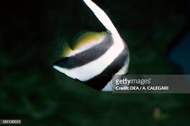 Pennant coralfish, Longfin bannerfish or Coachman , Chaetodontidae, in aquarium.
