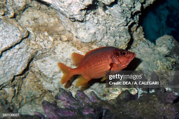 Sabre squirrelfish , Holocentridae, in aquarium.