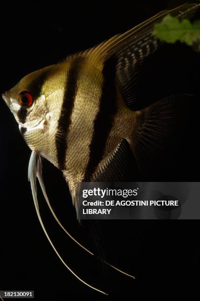 Zebra Angelfish , Cichlidae, in aquarium.