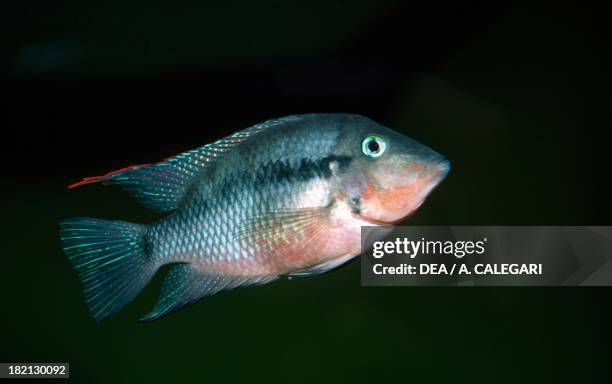 Firemouth cichlid , Cichlidae, in aquarium.