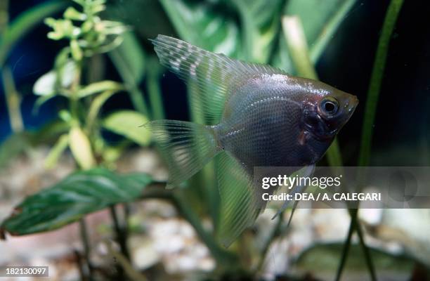 Angelfish , Cichlidae, in aquarium.