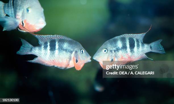 Firemouth cichlid , Cichlidae, in aquarium.