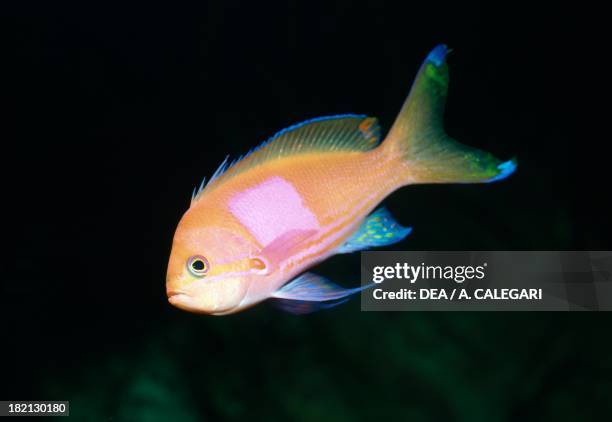 Square anthias or Purple blotch anthias , Serranidae, in aquarium.
