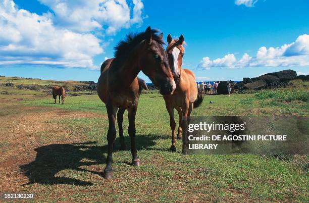 Horses , Equids, Ahu Te Pito Kura, Rapa Nui National Park , Easter Island, Chile.